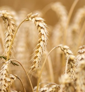 caloriile pentru cereale si derivate